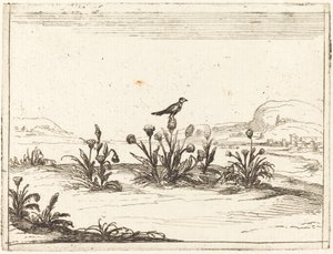 Pták posazený na bodlák od Jacques Callot