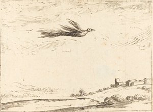Bird of Paradise od Jacques Callot