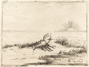 Raci při pohledu na slunce od Jacques Callot