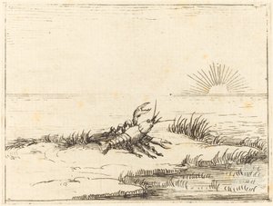Raci při pohledu na slunce od Jacques Callot