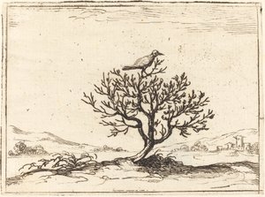 Slavík v keři, 1628. od Jacques Callot