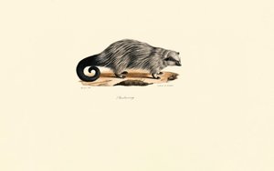 Dikobraz africký štětinatý od Jacques Christophe Werner