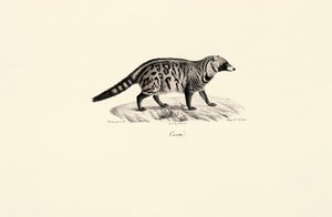 Civet africký (Civettictis civetta)