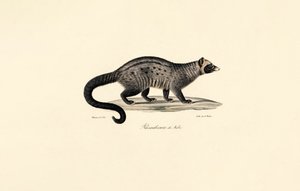 Civet africký