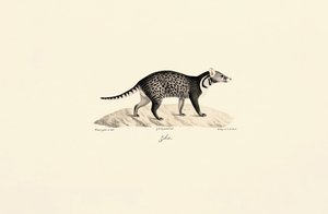 Civet africký