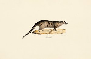Africký genet