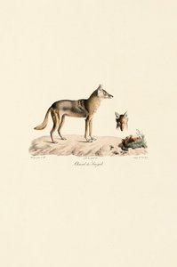 Africký šakal zlatý ze Senegalu od Jacques Christophe Werner