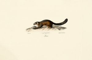 American Marten od Jacques Christophe Werner