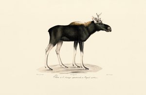 Los americký (Alces americanus) od Jacques Christophe Werner