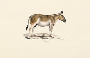 Asijská divoká prdel od Jacques Christophe Werner