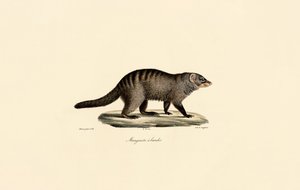 Mangusta páskovaná od Jacques Christophe Werner