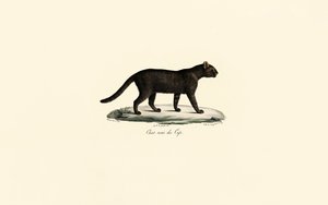 Kočka černohlavá od Jacques Christophe Werner