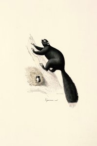 Opice kapucínská černá (samec) od Jacques Christophe Werner