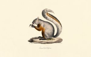 Kalifornský svišť od Jacques Christophe Werner