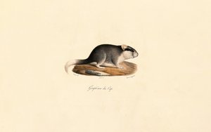 Cape Dormouse od Jacques Christophe Werner
