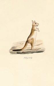 Zajíc skákavý od Jacques Christophe Werner