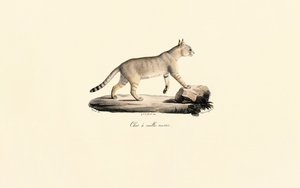 Caracal od Jacques Christophe Werner