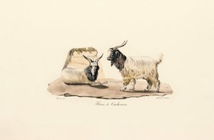 Kašmírová koza od Jacques Christophe Werner