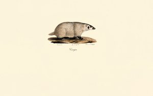 Coati od Jacques Christophe Werner