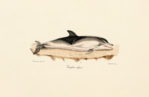 Delfín obecný od Jacques Christophe Werner