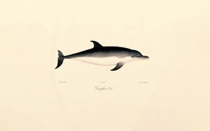 Delfín obecný od Jacques Christophe Werner