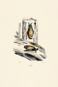 Noctule obecná od Jacques Christophe Werner