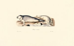 Společná pečeť od Jacques Christophe Werner