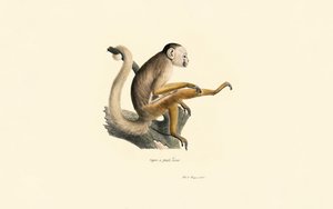 Opice veverka obecná od Jacques Christophe Werner