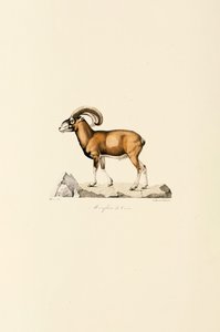 Korsický muflon