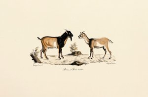 Zakrslý kozel a zakrslá koza od Jacques Christophe Werner