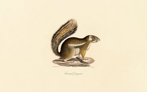 Veverka východní od Jacques Christophe Werner