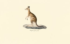 Klokan východní šedý (samice) od Jacques Christophe Werner