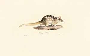Quoll východní od Jacques Christophe Werner