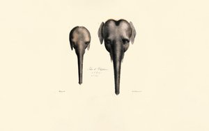 Srovnání sloních hlav od Jacques Christophe Werner