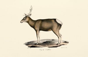 Los - samec od Jacques Christophe Werner