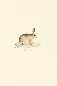 Zajíc evropský od Jacques Christophe Werner