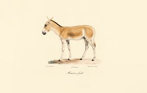 Ženský asijský divoký zadek od Jacques Christophe Werner