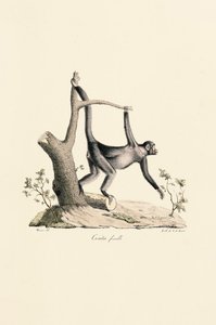 Samice opice černého pavouka od Jacques Christophe Werner