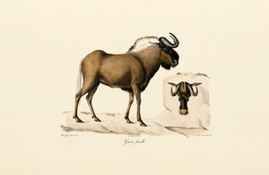 Samice pakoně modrého od Jacques Christophe Werner