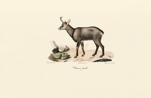 Samice kamzíka horského od Jacques Christophe Werner