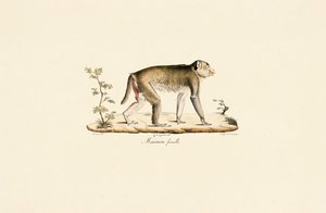 Samice noční opice