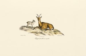 Samice divoké kozy s kůzletem od Jacques Christophe Werner