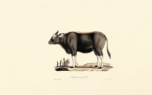 Gaur Fena od Jacques Christophe Werner