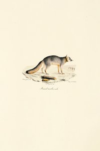 Liška šedá samec (Urocyon cinereoargenteus) od Jacques Christophe Werner