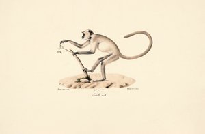 Hanuman Langur šedý od Jacques Christophe Werner