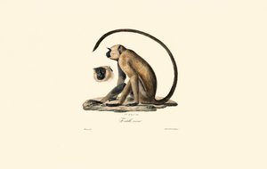 Langur šedý (Old Entelle) od Jacques Christophe Werner