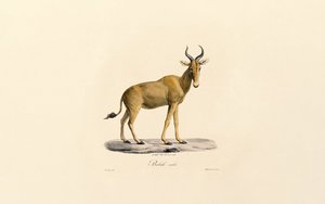 Hartebeest od Jacques Christophe Werner