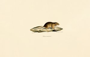 Harvest Mouse od Jacques Christophe Werner