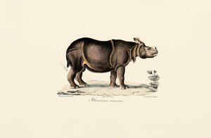 Nosorožec indický od Jacques Christophe Werner