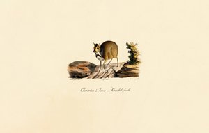 Myš jelení (samice) od Jacques Christophe Werner